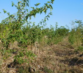 Agroforest3 site 08-2017.JPG